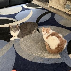 Meet your Posher, Janice